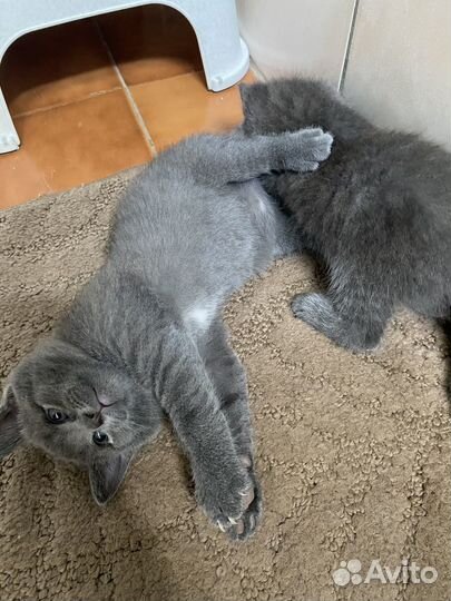 Котята