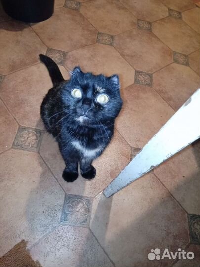 Кошка в дар