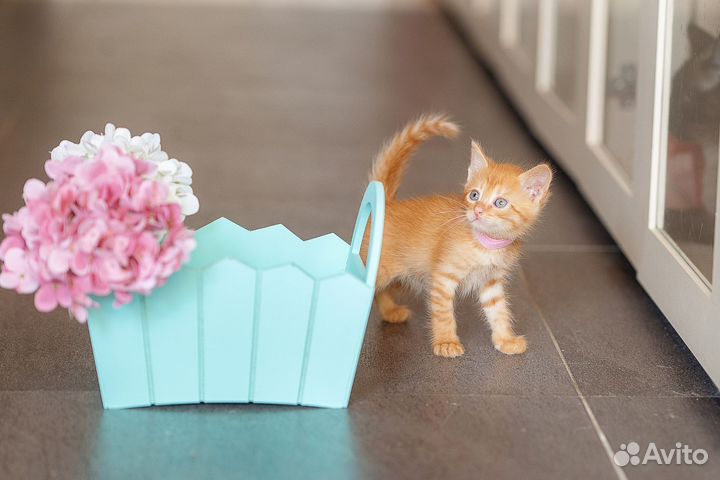 Рыжий котенок мальчик ищет свою семью