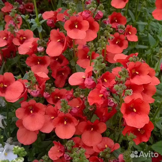 Не укоренённые черенки расстояний (срез )