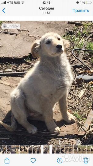 Отдам в добрые руки