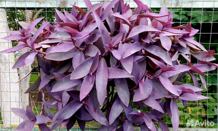 Продам/обменяю Традесканцию пурпурную