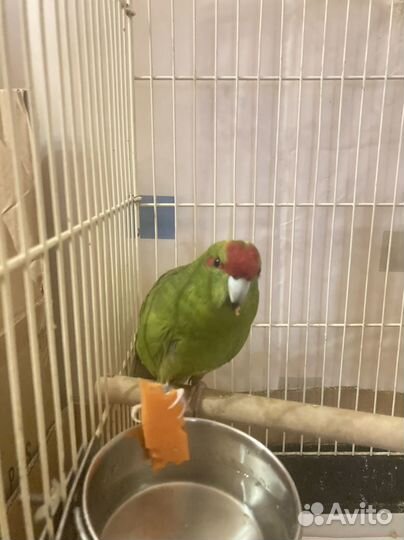 Молодой самец какарика и корелл самец