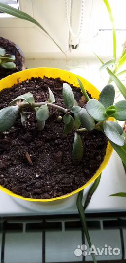 Денежное дерево