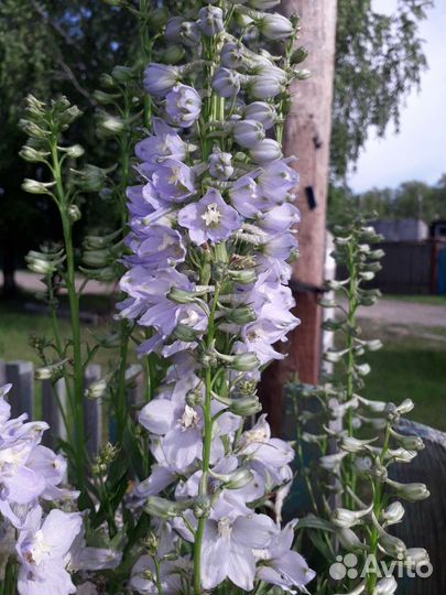 Дельфиниум