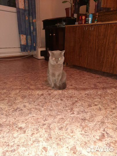 Шотландские вислоухие