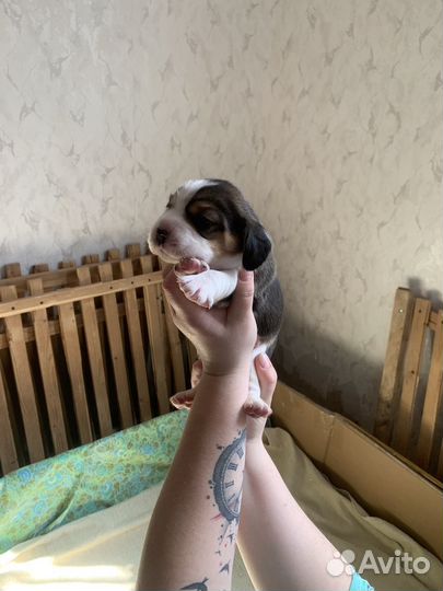 Бигль щенки