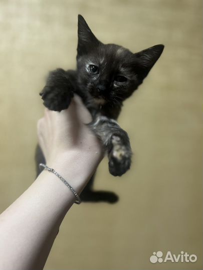 Котята в добрые руки бесплатно