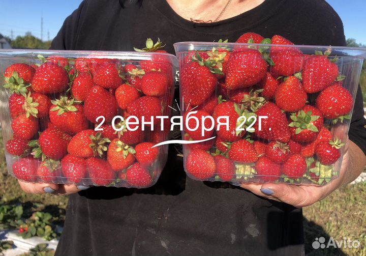 Свежая клубника местная