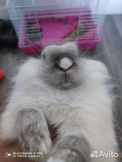 Декоративные кролики в добрые руки