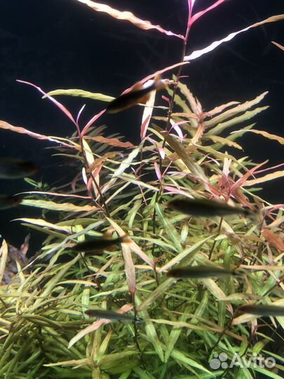 Аквариумные растения