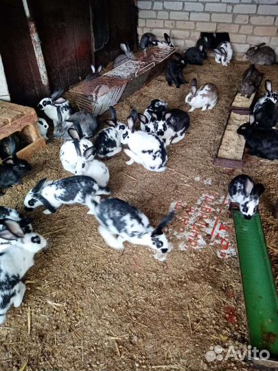 Кролики на развод