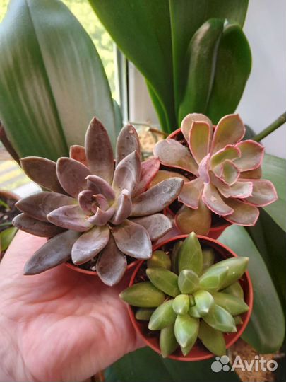 Суккуленты