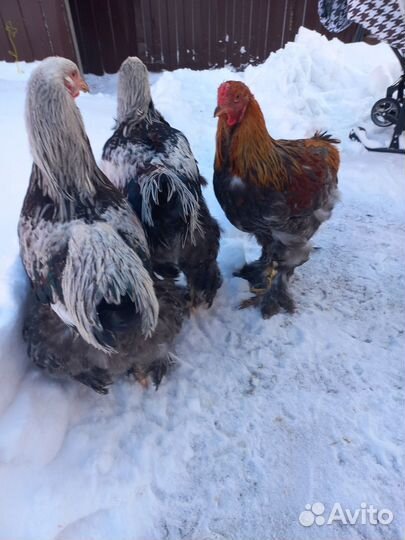 Семья Брама