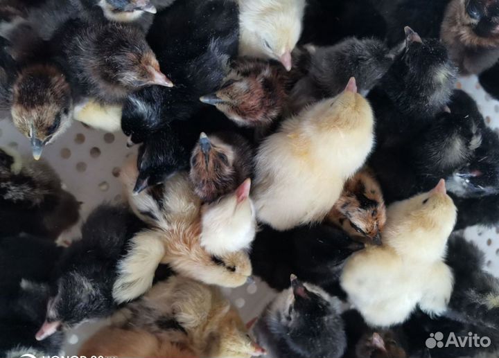 Суточные цыплята цветное яйцо