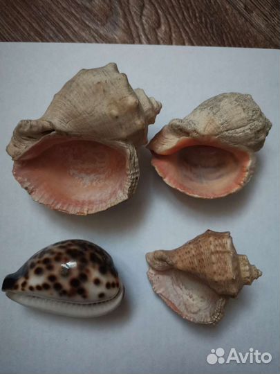 Раковины морские 4 шт