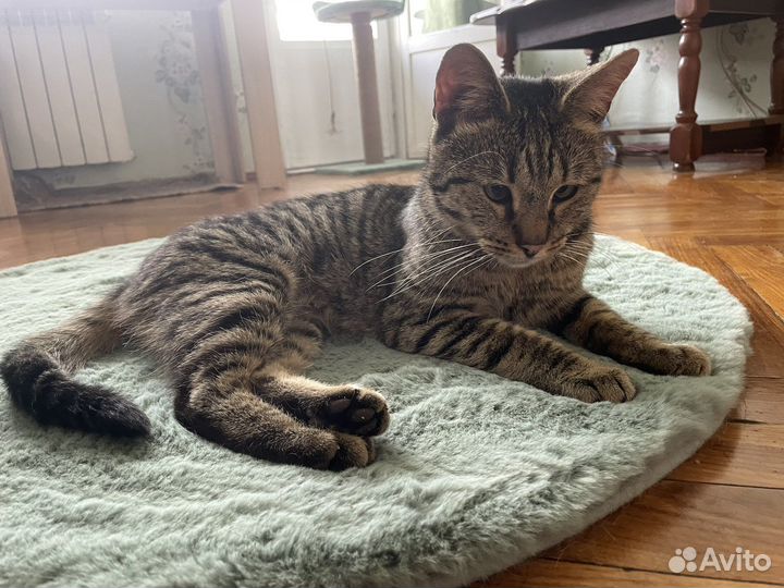 Коты в добрые руки