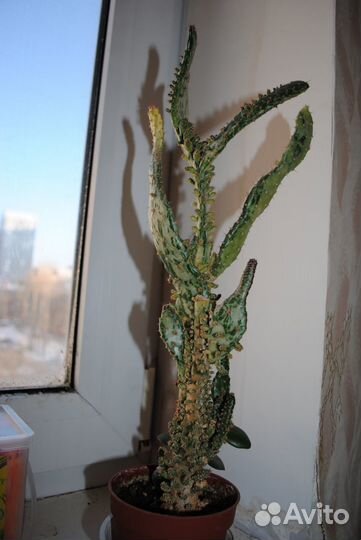 Комнатные растения, суккуленты