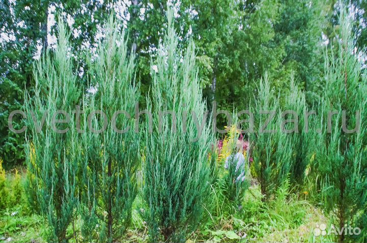 Можжевельник скальный Блю Эрроу