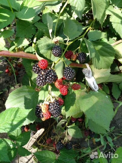 Саженцы Ежевика и Малины