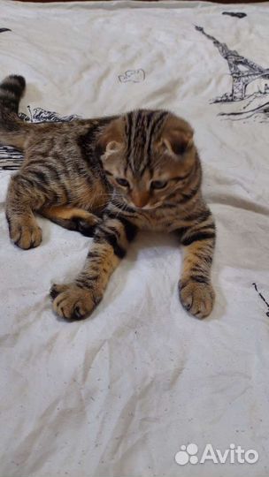 Продаются котята