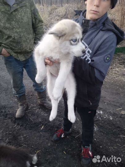 Аляскинский маламут щенки