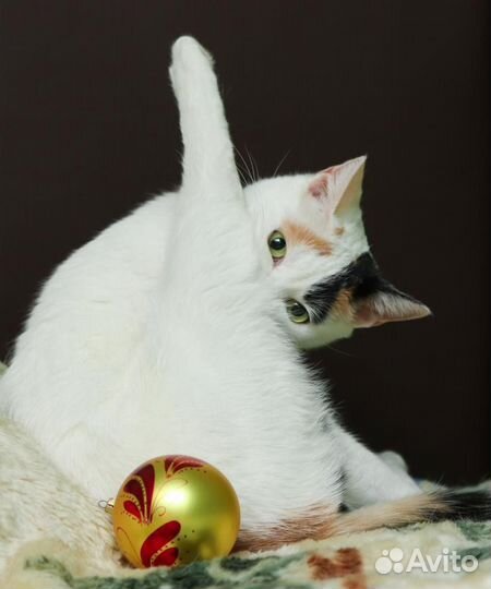 Японский бобтейл