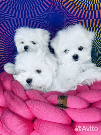 Мальтийская болонка мини