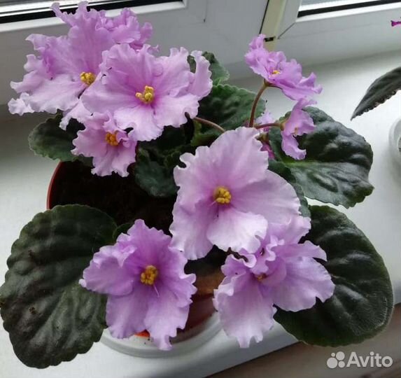 Фиалка (лесная сказка) вместе С горшком