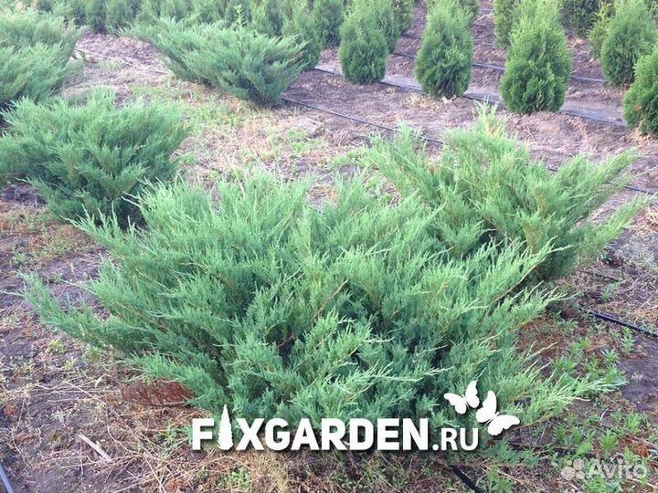 Можжевельник казацкий Высота от 25см