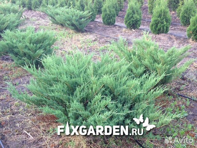 Можжевельник казацкий Высота от 25см