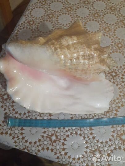 Морская раковина