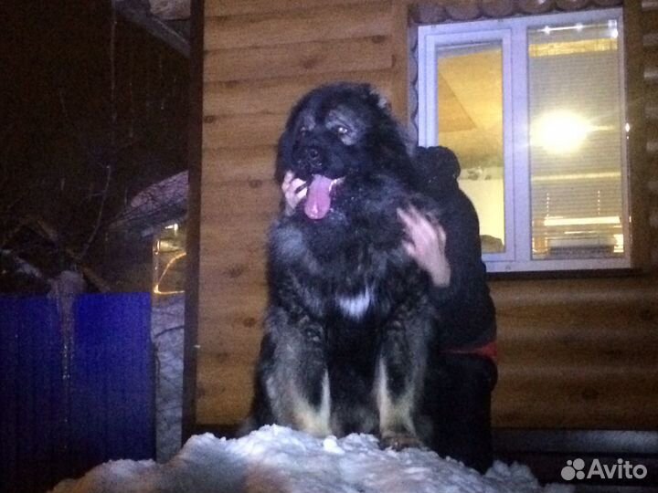 Кавказская овчарка