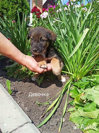 Собака в добрые руки отдам бесплатно