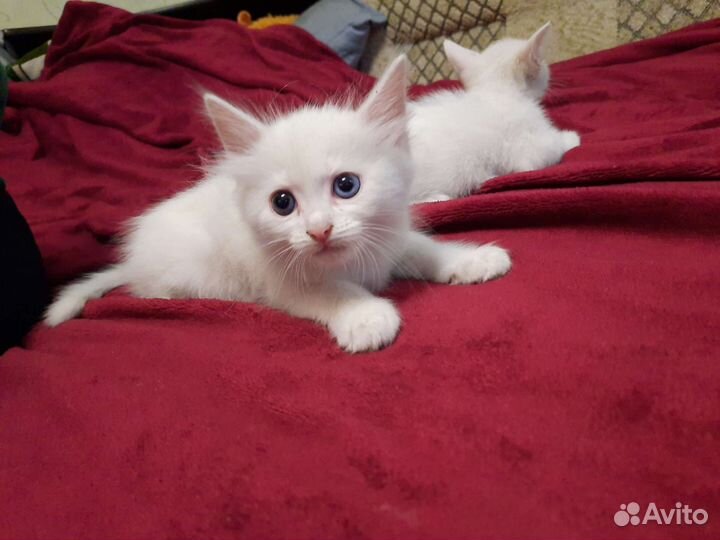 Кошки в добрые руки