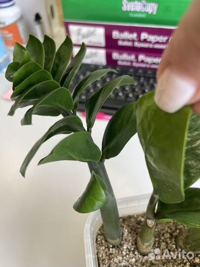 Замиокулькас зензи