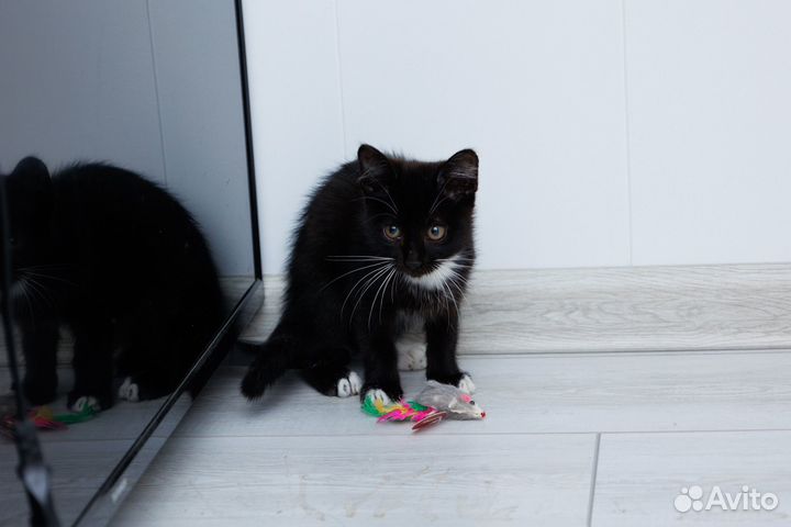 Котята