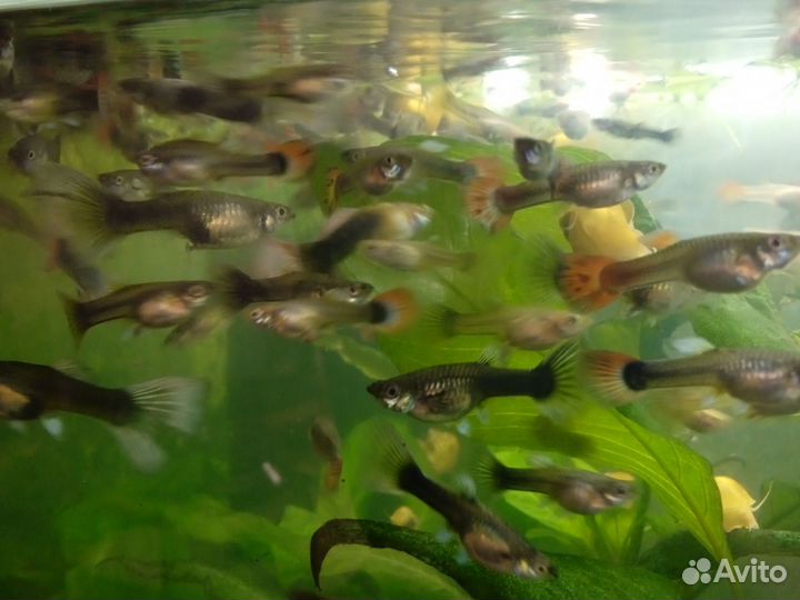 Рыбки гуппи и улитки