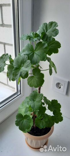 Розебудная герань красная