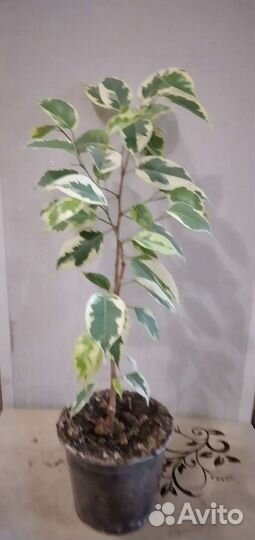 Фикус бенджамина