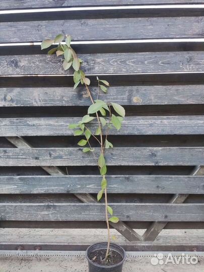 Гуава вечнозеленая морозостойкая