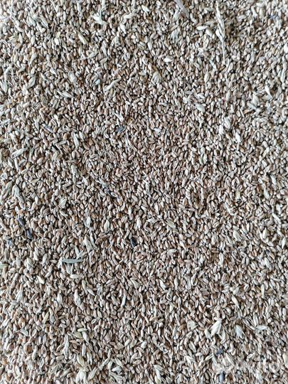 Зерно пшеница ячмень