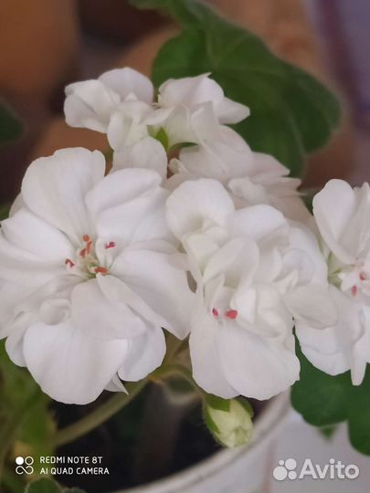 Пеларгония герань