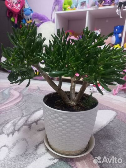 Толстянка хоббит крассула