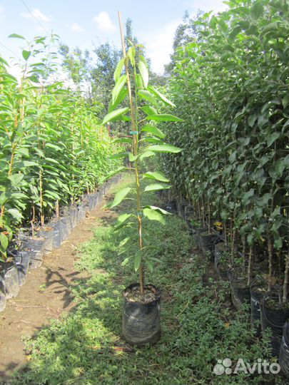 Саженцы плодовых деревьев с зкс