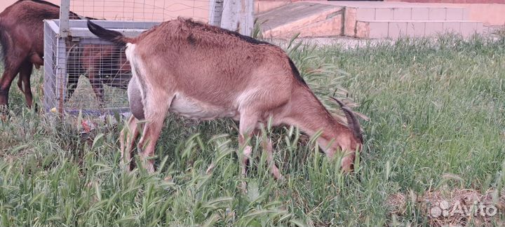 Нубийские козы