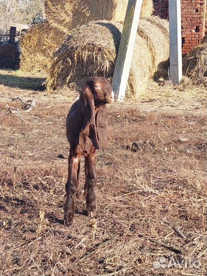 Камори козел