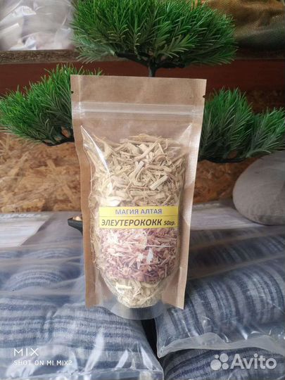 Элеутерококк для спортсменов и не только