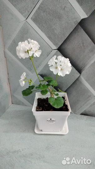 Комнатные растения, цветы, кактусы