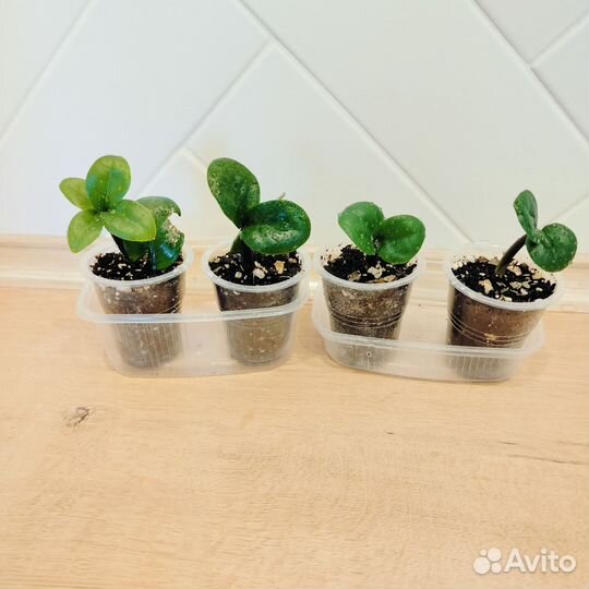 Замиокулькас зензи